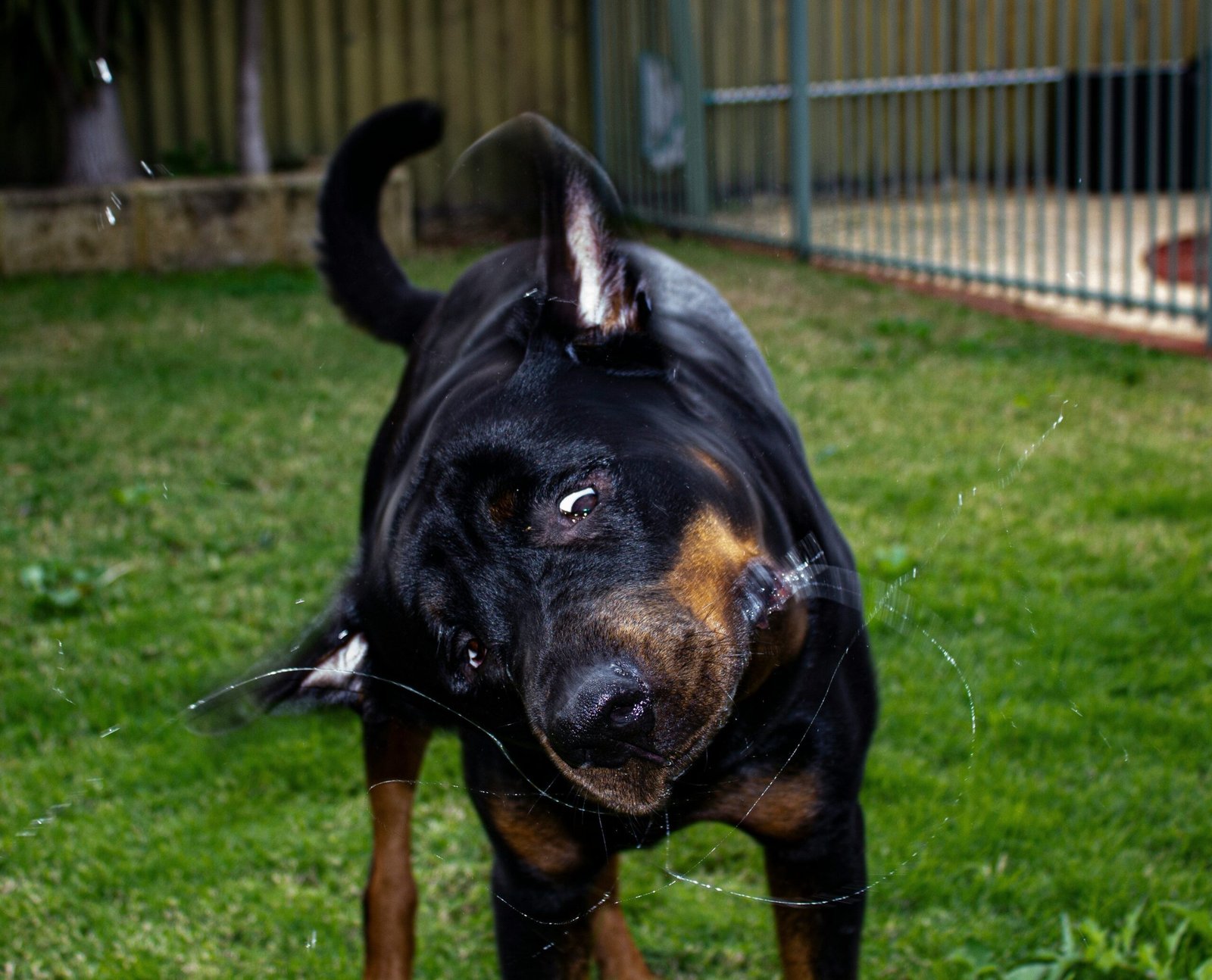 Dog behaviour