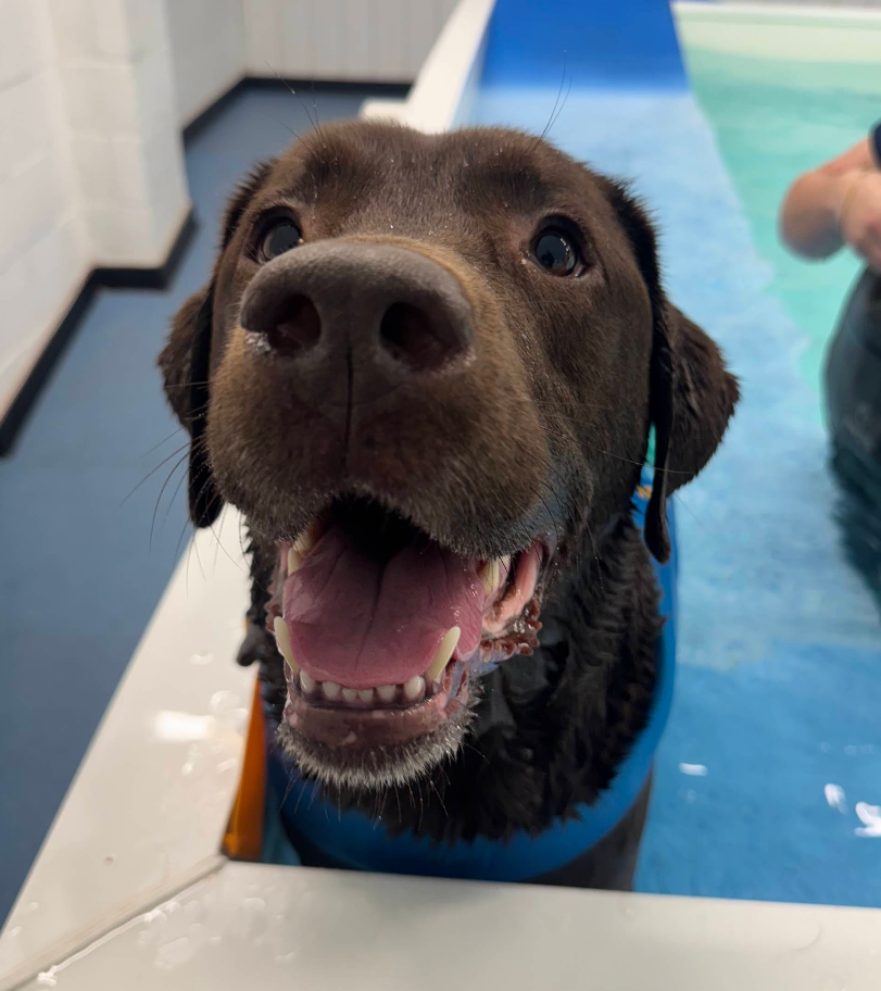 FlowMotion Canine Hydrotherapy