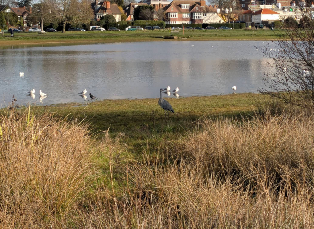 Rushmere Pond