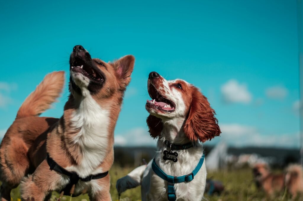 Watch My Paws