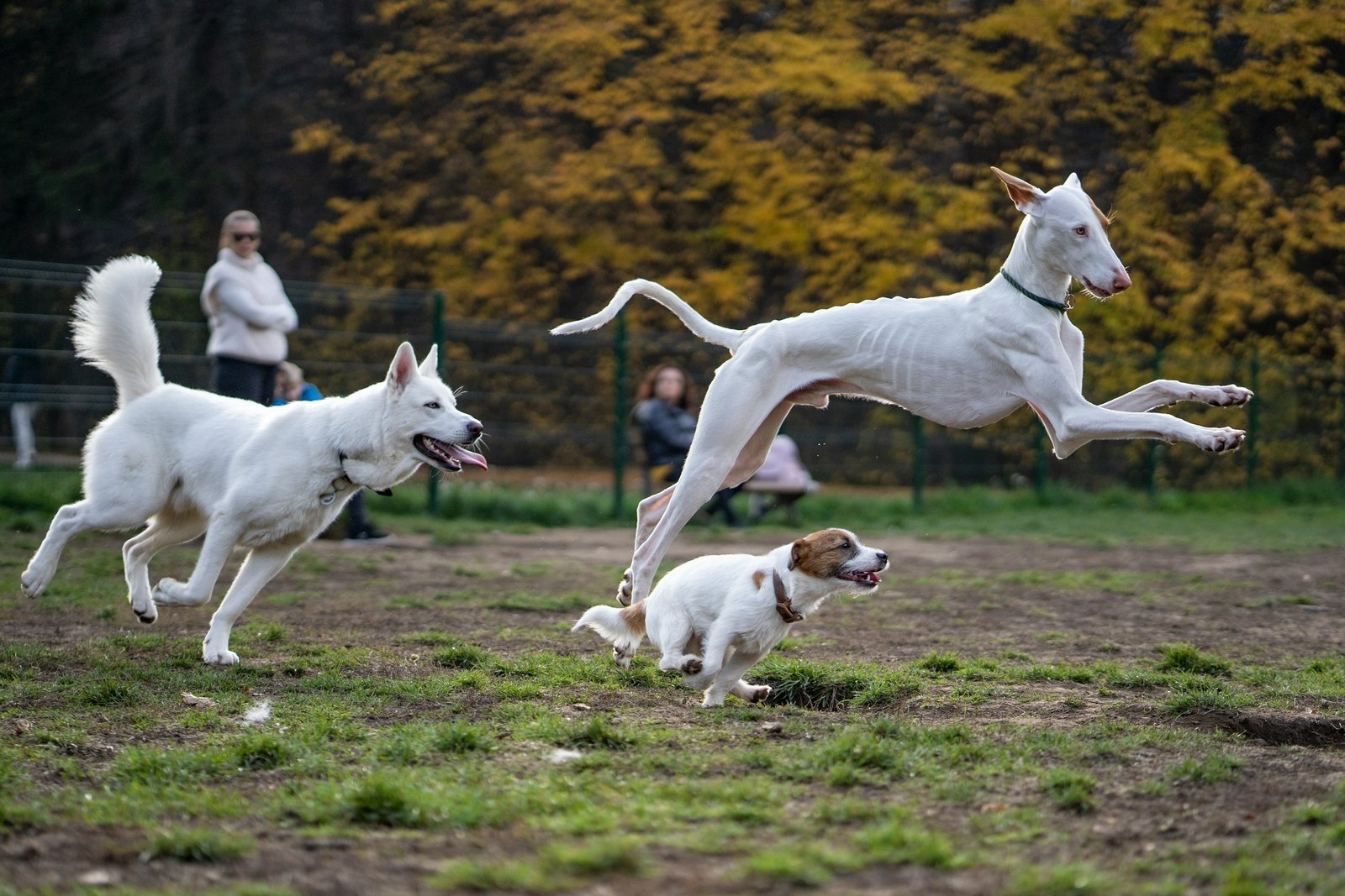 fastest dogs in the world