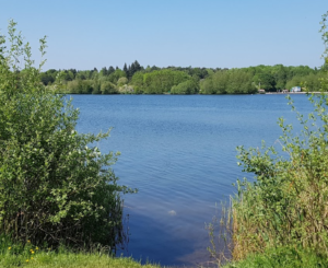 best dog swimming in birmingham