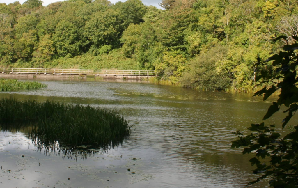 Bosherston Lily Ponds