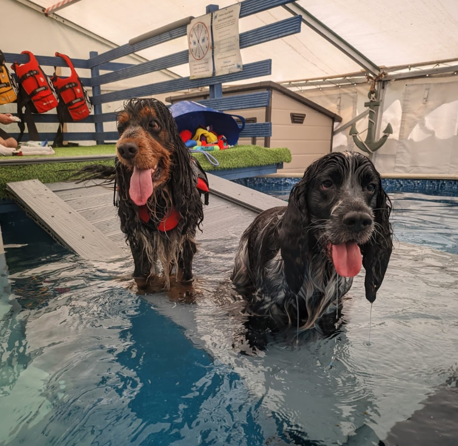 canine aqua splash