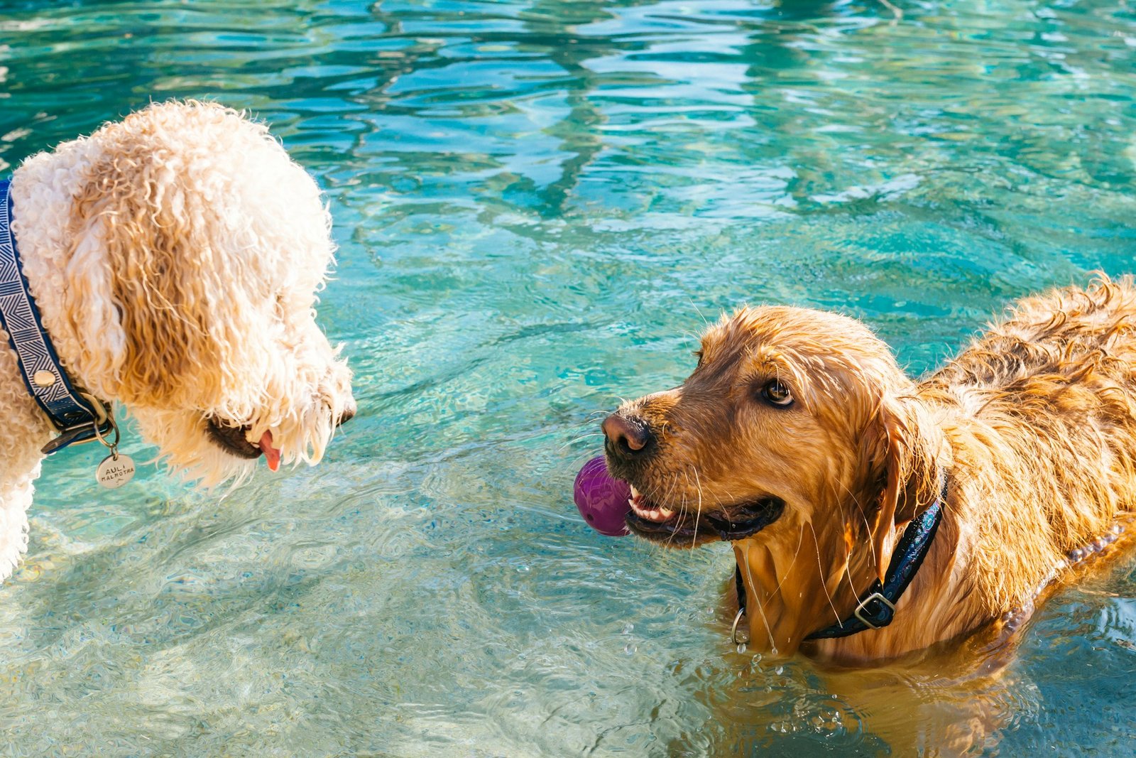 dog swimming spots pembrokeshire