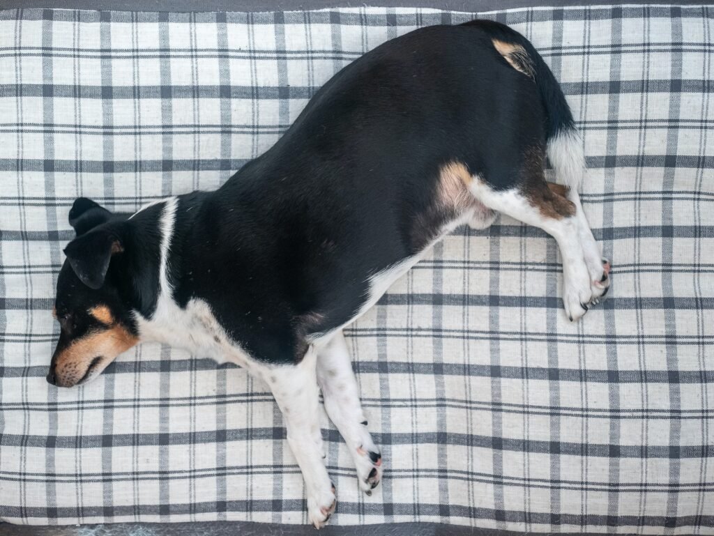 dog without movement