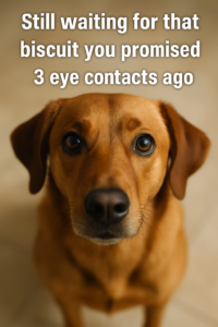 eye contact with dogs