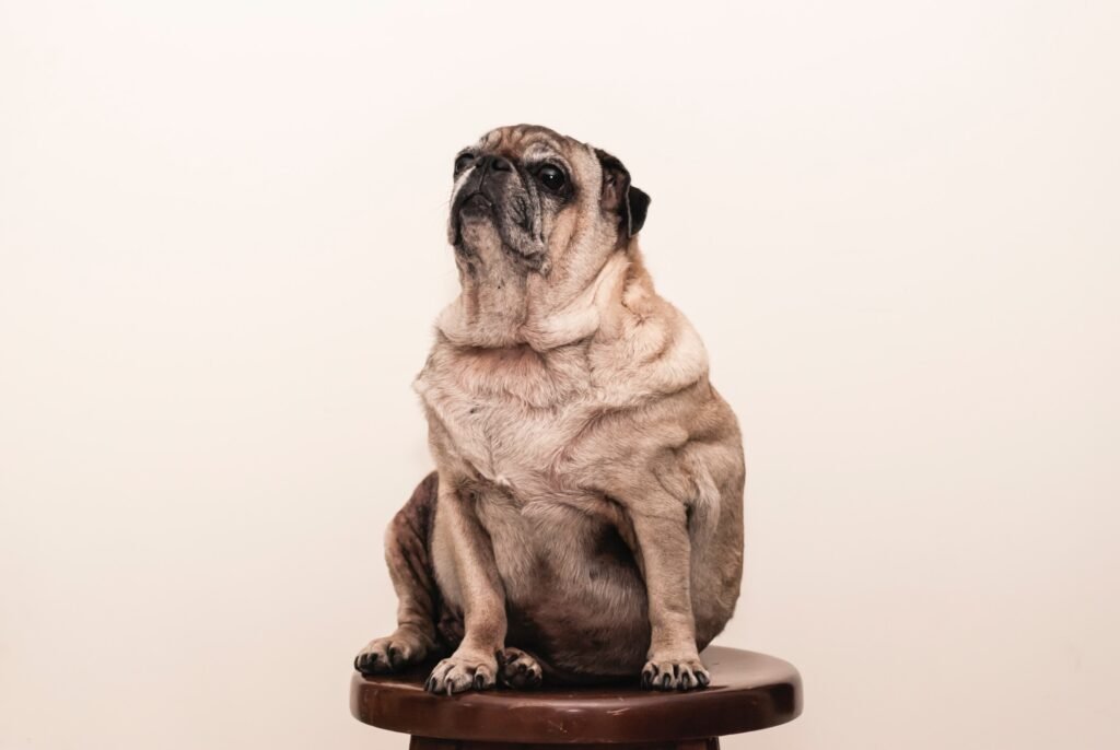 is my dog overweight