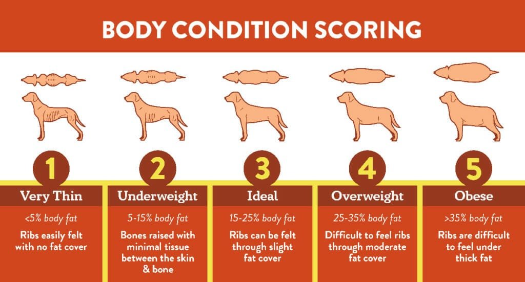 body condiotion score