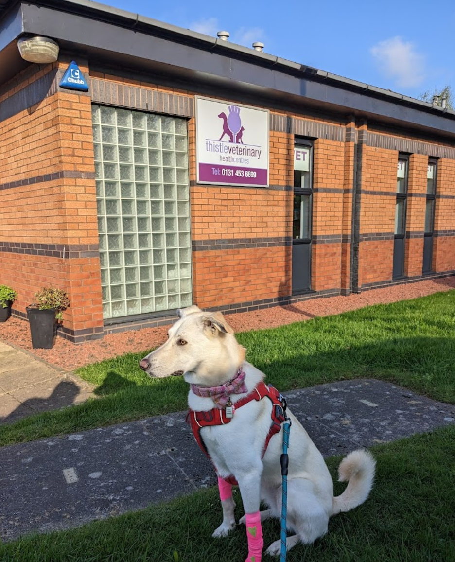 best vets in edinburgh