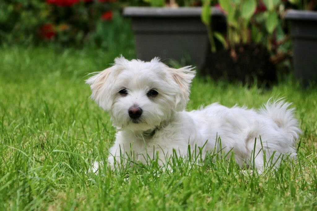 white maltanese dog sitting on grass