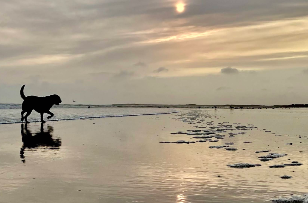 where to take my dog to wim in Carmarthenshire