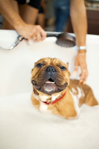 dog bathing