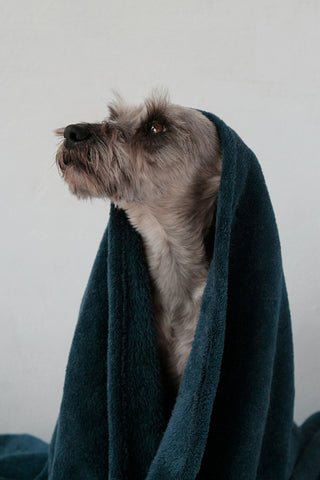 dog bathing