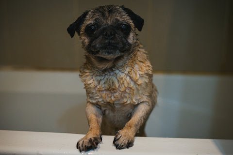 dog bathing