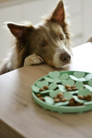 Dog Separation enxiety