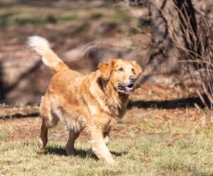 A golden retriever running happily across a green park