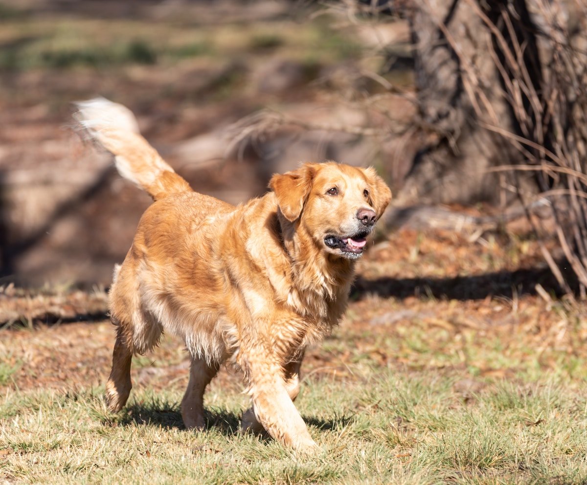 A golden retriever running happily across a green park