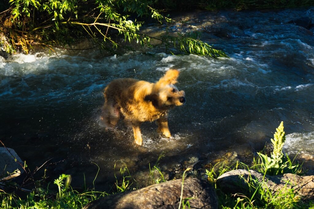 A golden retriever wading in a river beside greenery