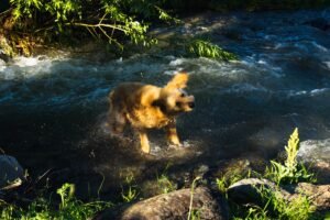 A golden retriever wading in a river beside greenery