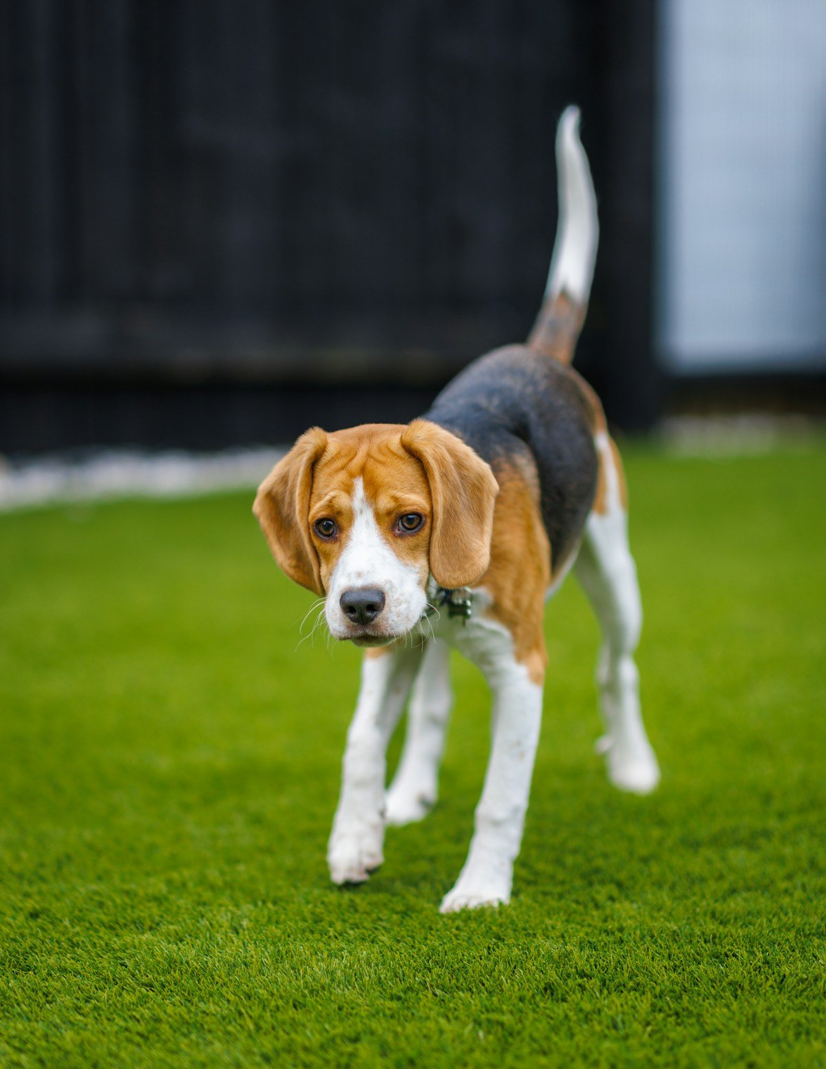 A beagle standing in a lush green field