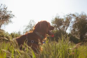 A relaxed dog lying on a green grassy park field