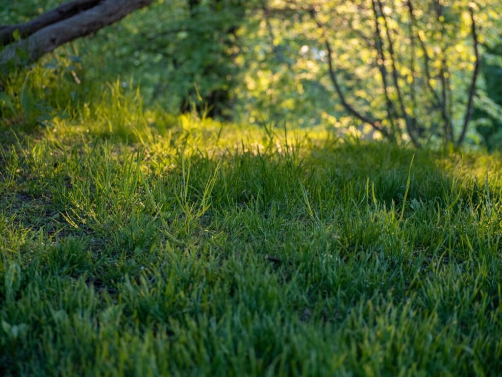 A happy dog standing on a lush green park lawn