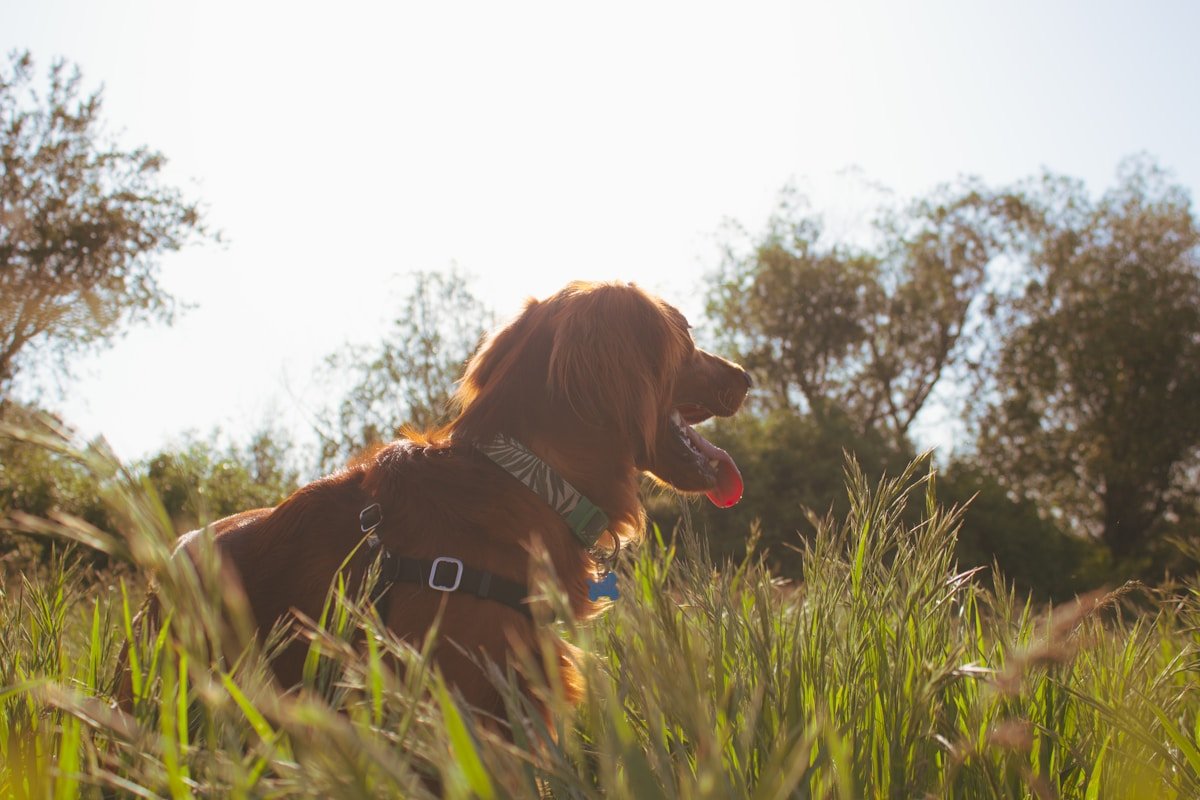A relaxed dog lying on a green grassy park field