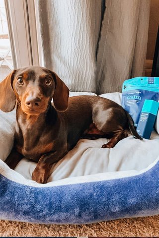 dog separation anxiety