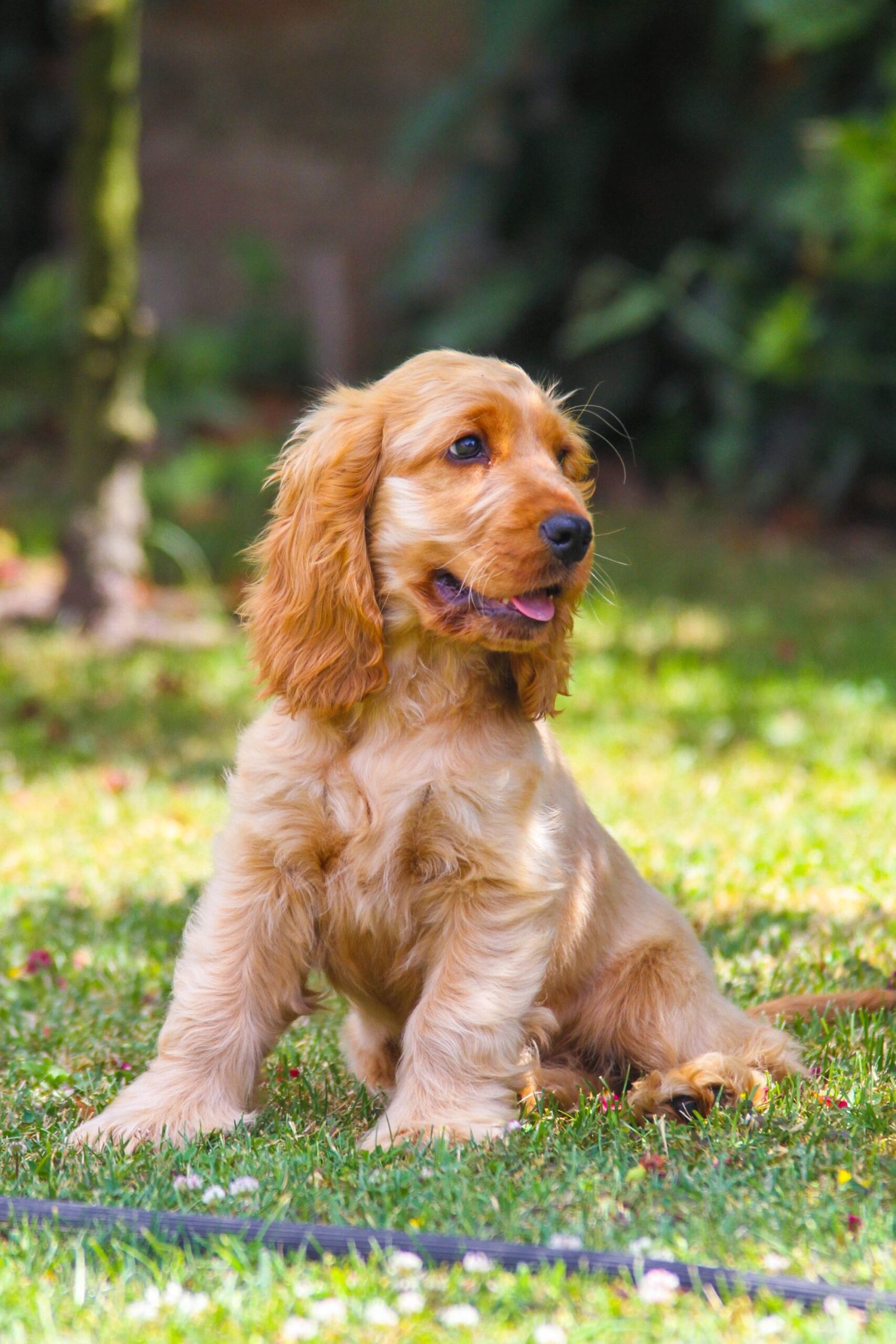 Cheerful cocker spaniel puppy sitting outdoors on green grass
