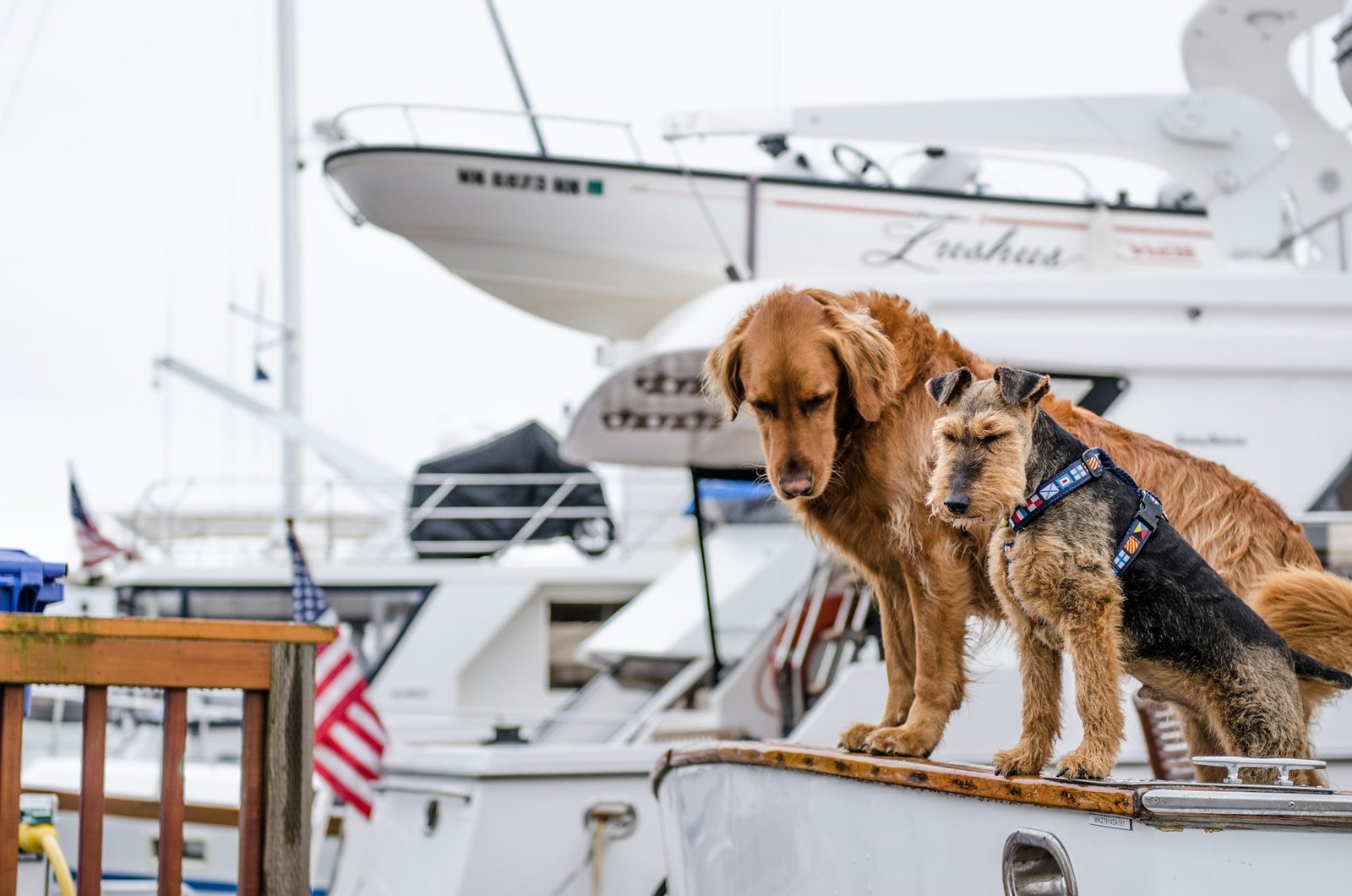 Dog sitting on a boat by the water