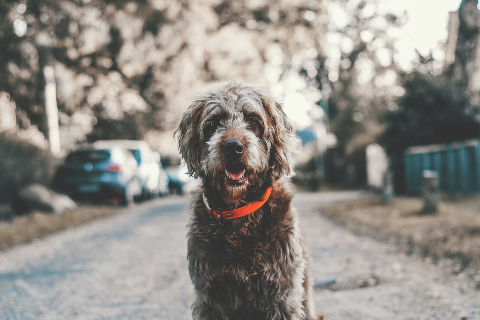 Dog sitting on a road, ready to travel
