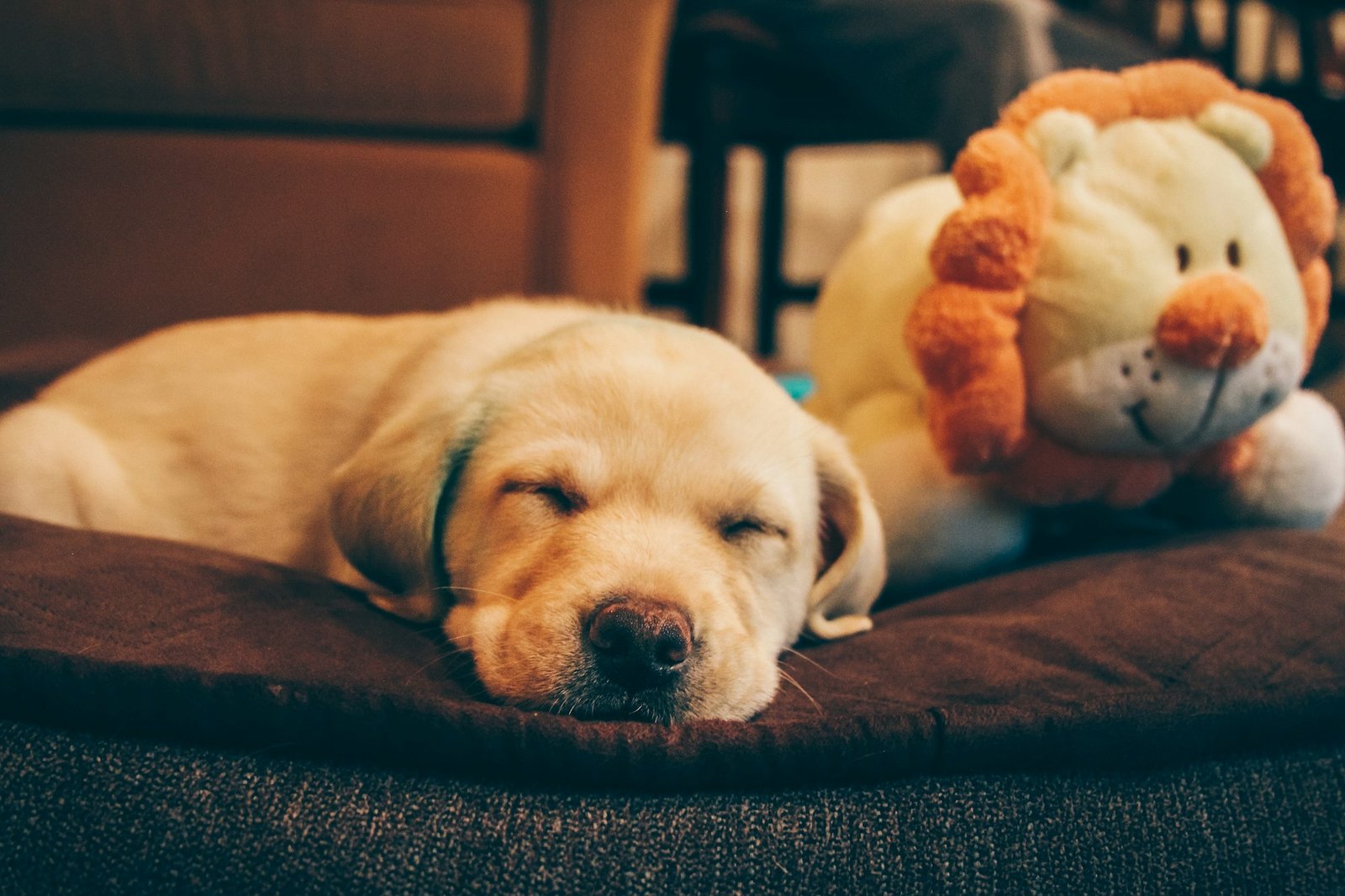 Golden retriever puppy lying beside a soft plush toy