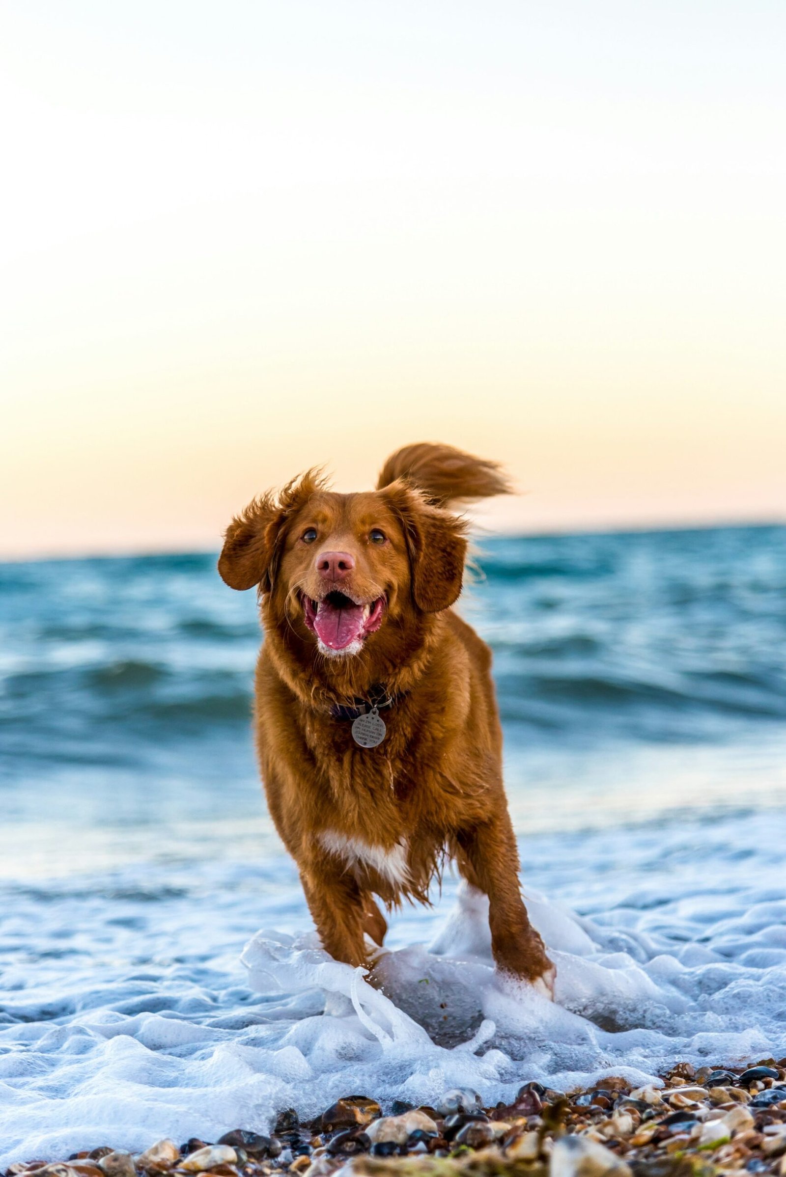 Dog running on a UK beach during daytime