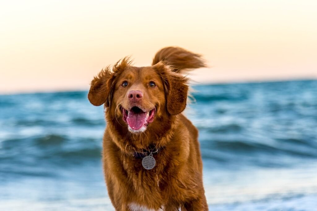 A happy dog running on a sandy British beach near the sea