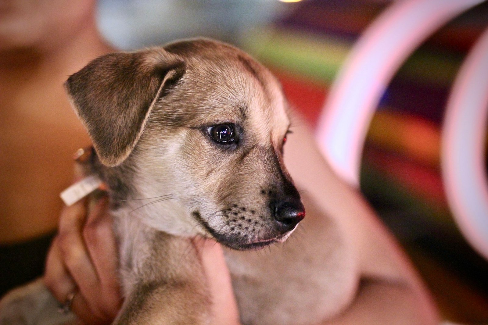 Person carrying a puppy carefully outdoors