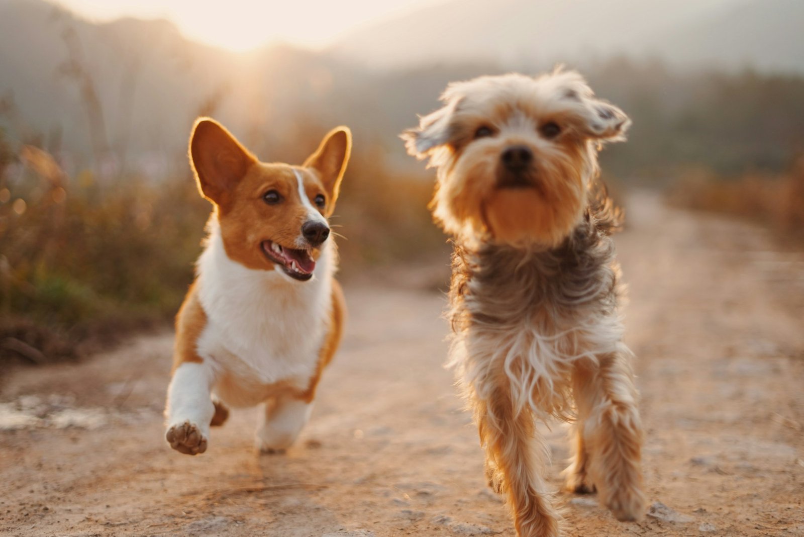 Two dogs running freely along a dirt track