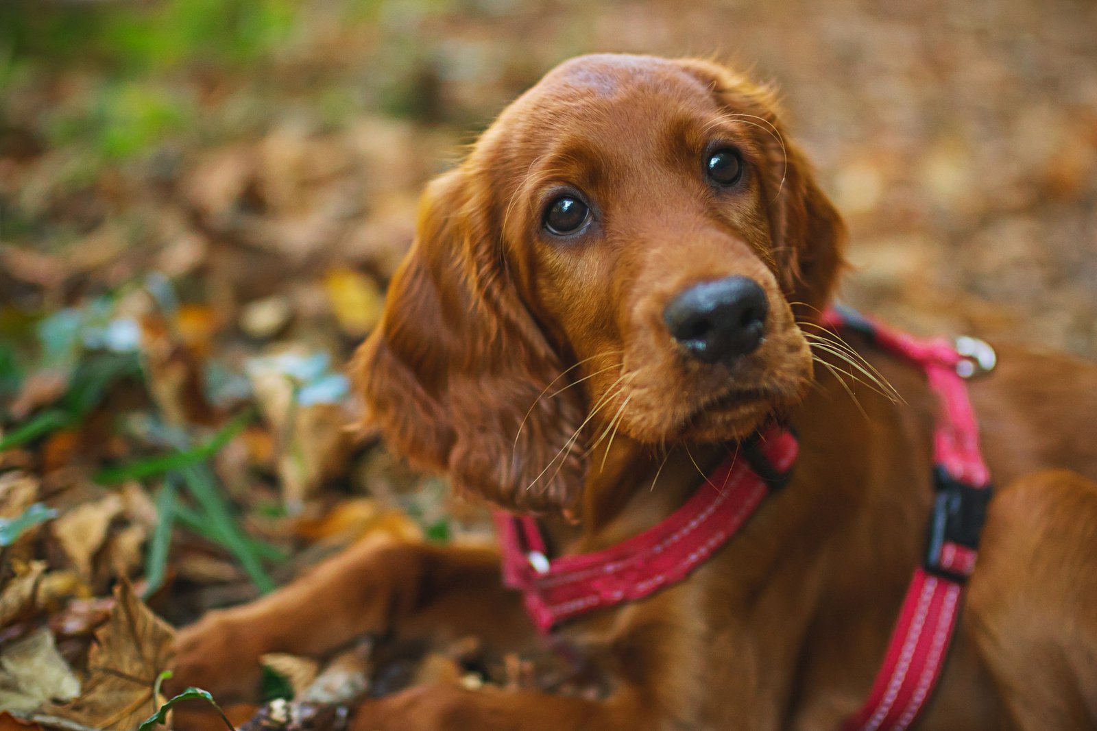 Short-coated brown puppy settling into a new home