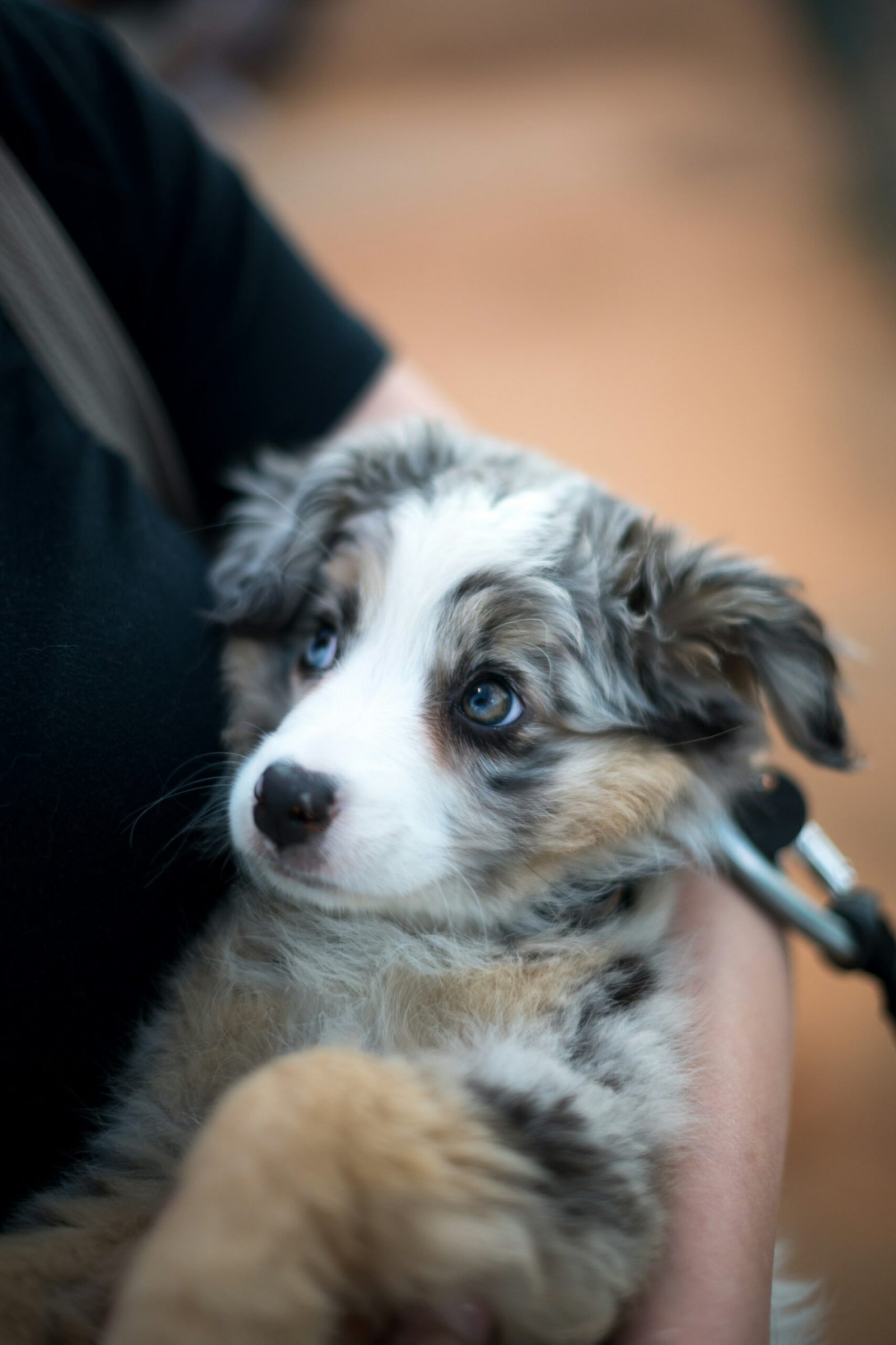 Person carefully holding a young puppy