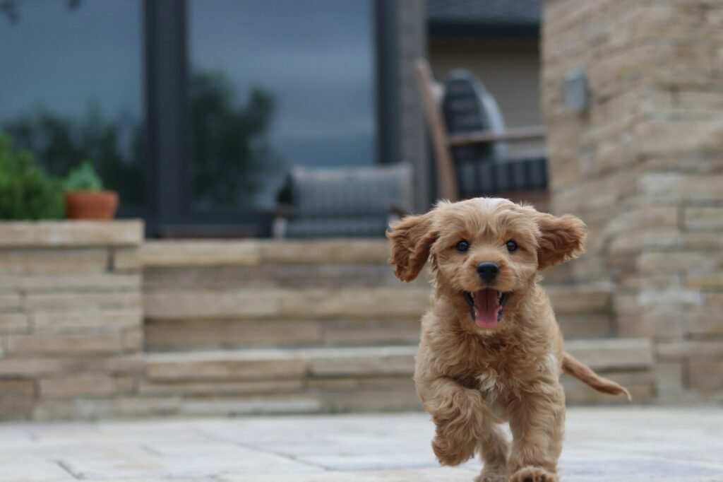 Long-coated brown puppy looking up with tongue out