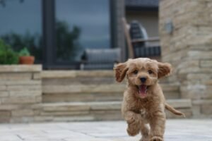 Long-coated brown puppy looking up with tongue out