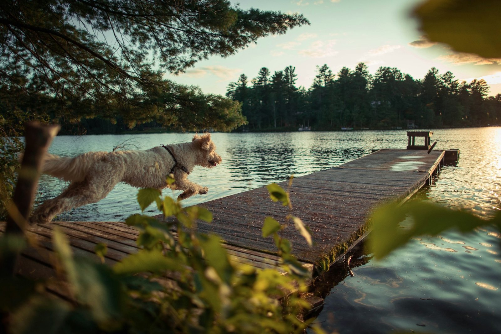 Golden Doodle dog running excitedly towards a dock