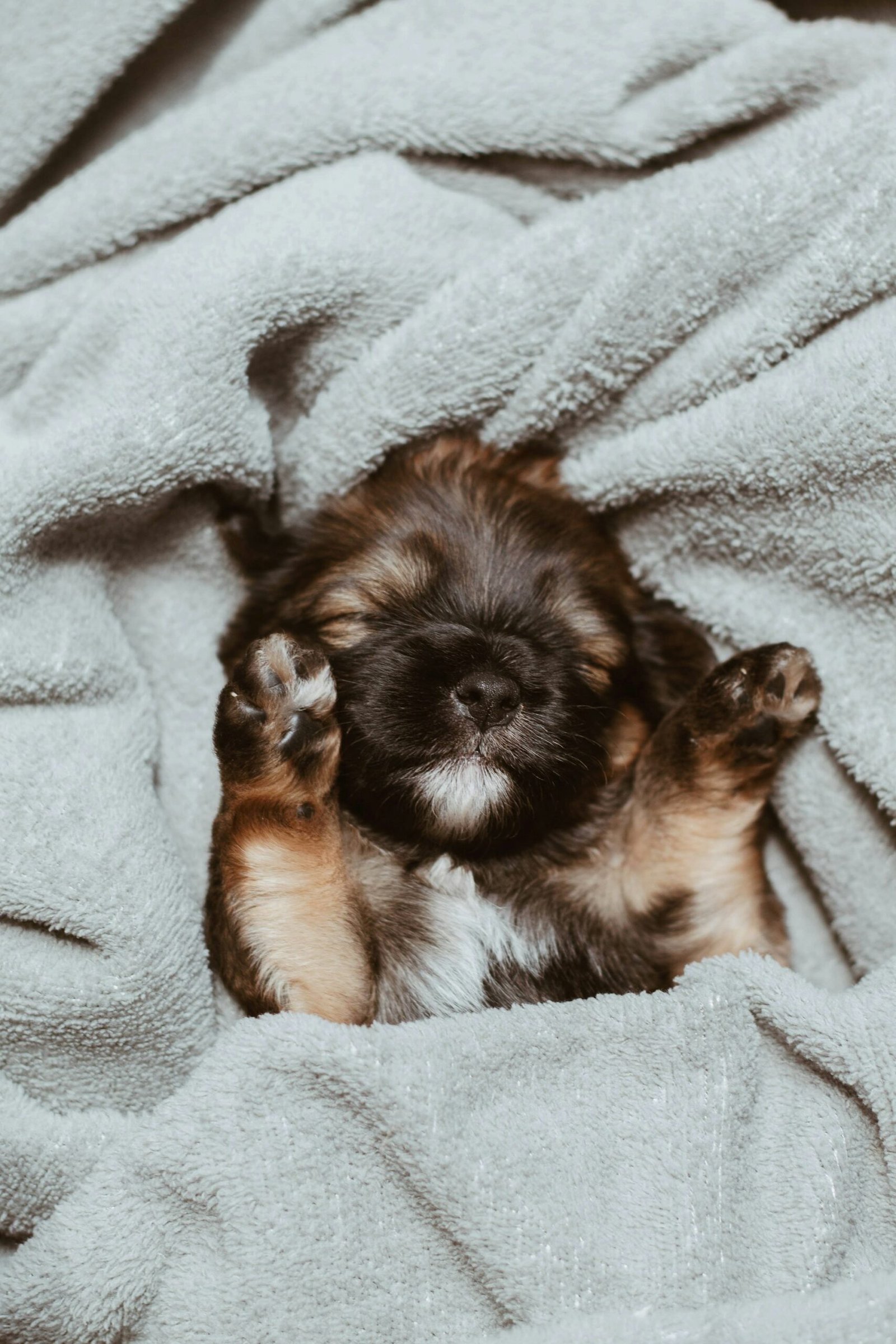 Sleepy puppy resting quietly, eyes half closed