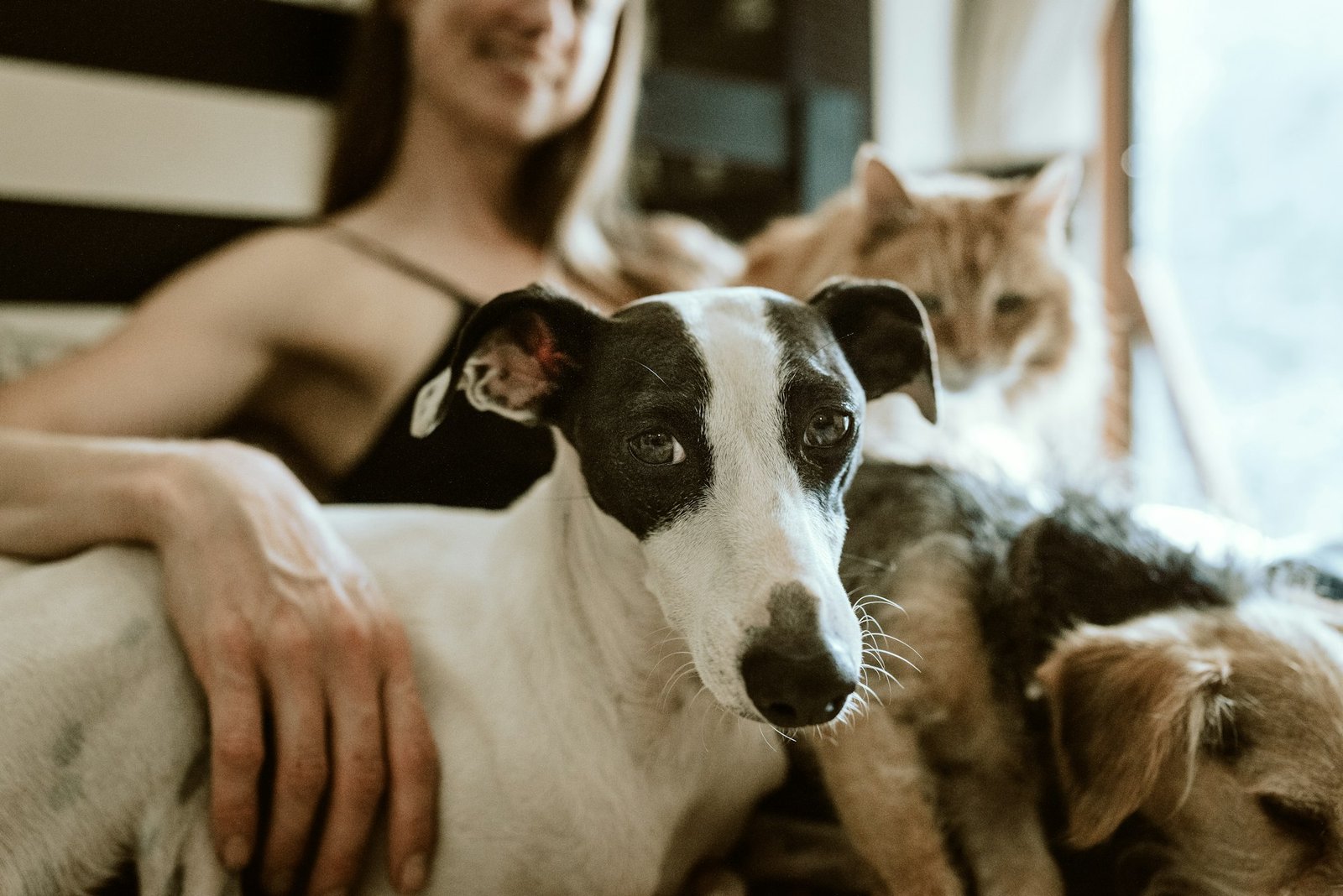 Owner sitting quietly with their dog after a journey