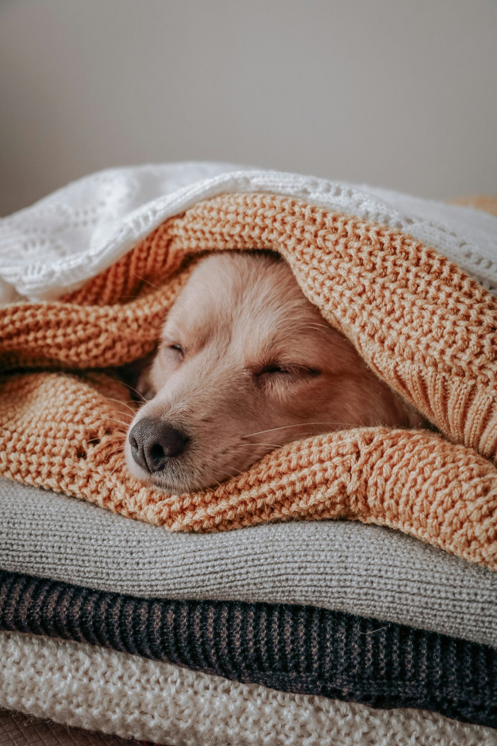 Puppy curled up under a cosy blanket at night