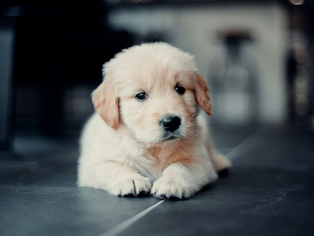Golden retriever puppy lying on the floor, looking at the camera