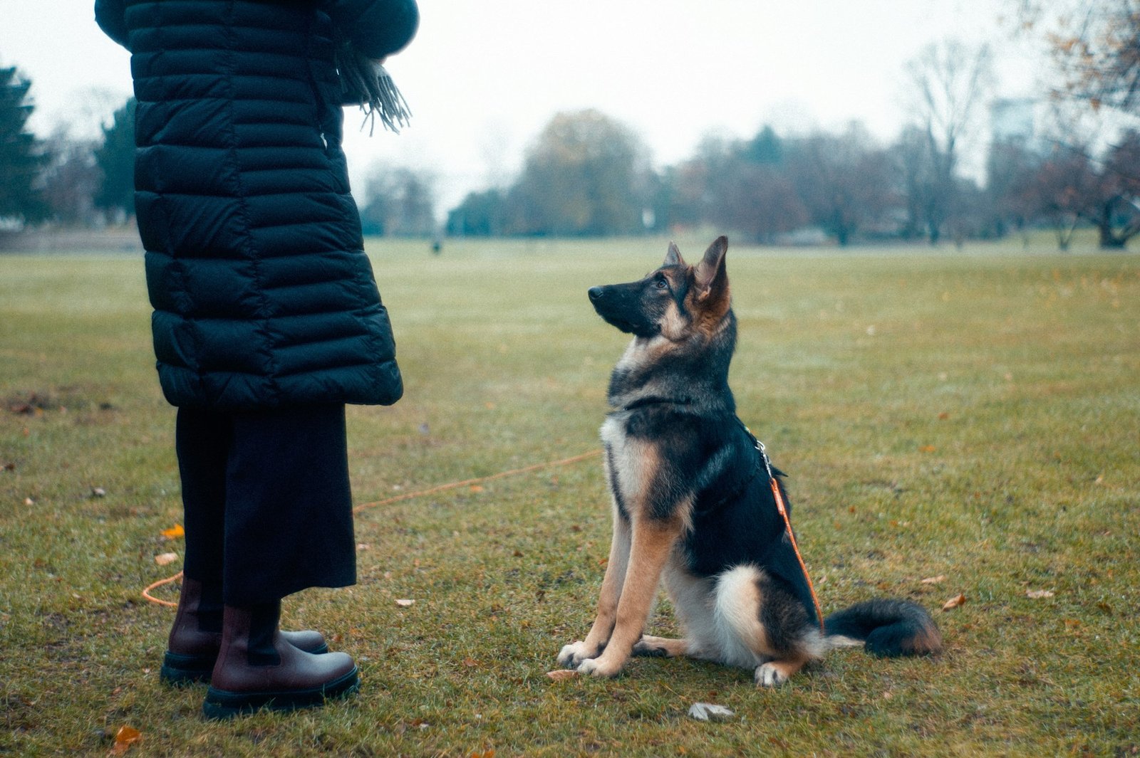Person walking a dog on a lead across an open grass field