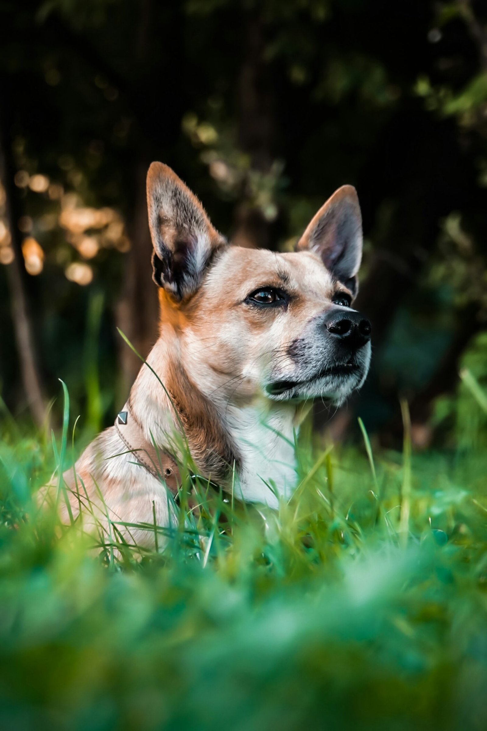 Dog portrait on grass