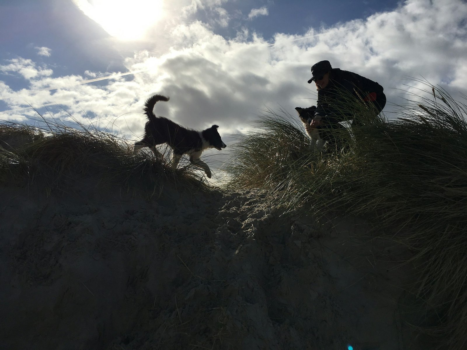 Border collie jumping playfully with its owner outdoors