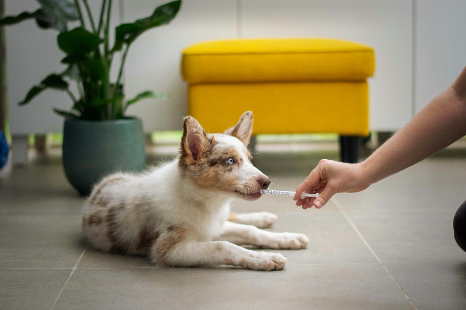 Puppy at a vet visit